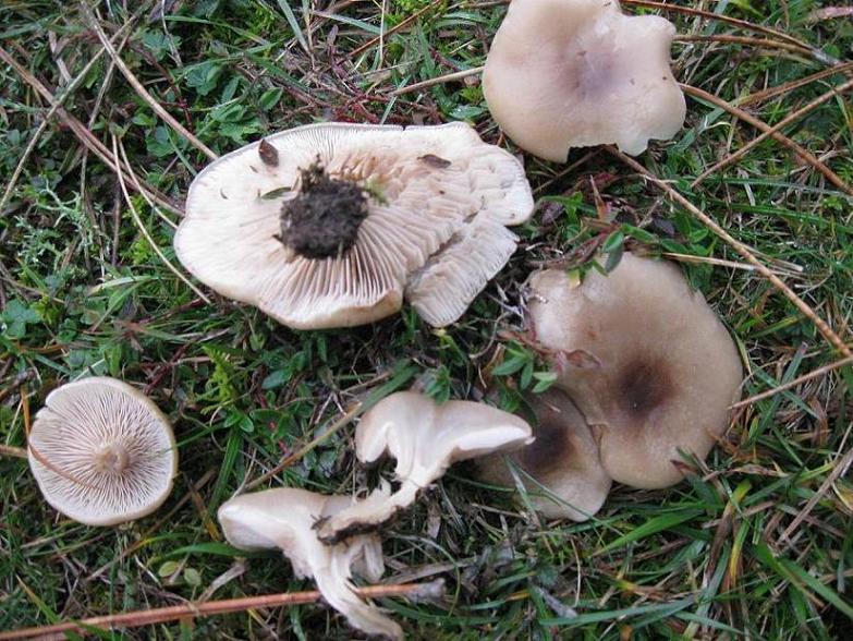 Clitocybe phaeophtalma ? (Clitocybe sp.)